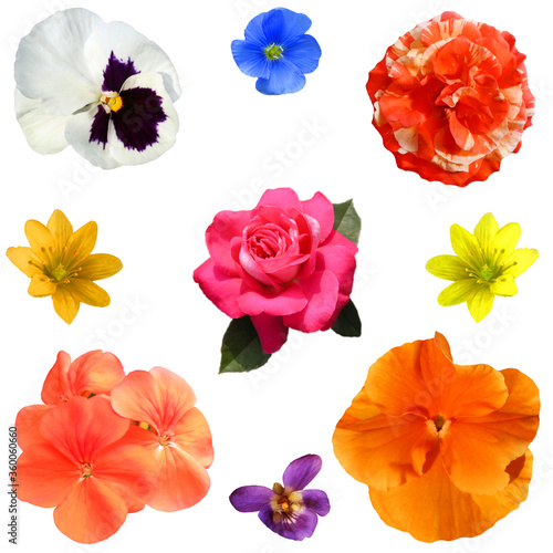 Collection of colorful gardens of fresh flowers, objects are isolated