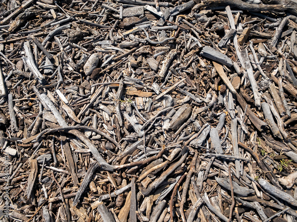 Driftwood washed on the shore