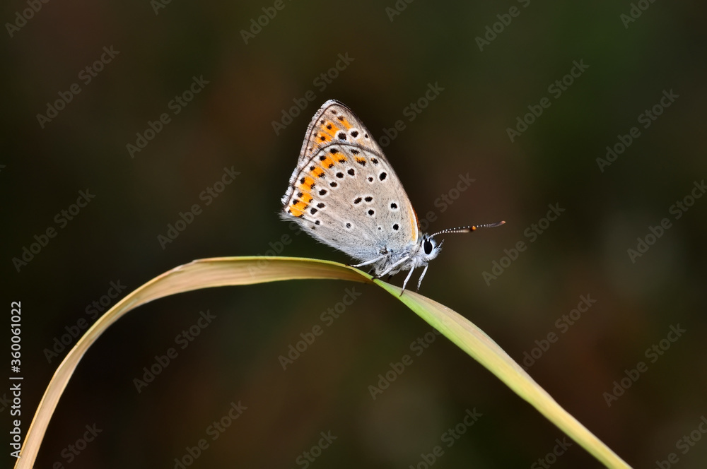 Closeup beautiful butterfly sitting on the flower in a summer garden Closeup beautiful butterfly sitting on the flower in a summer garden