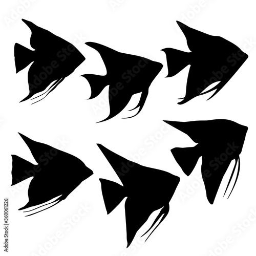Angelfish aquarium fish. Vector image.