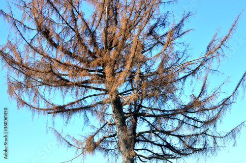 old tree. the tree has dried