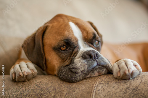 Flashy Fawn Boxer laying on Brown Leather Sofa © Diane