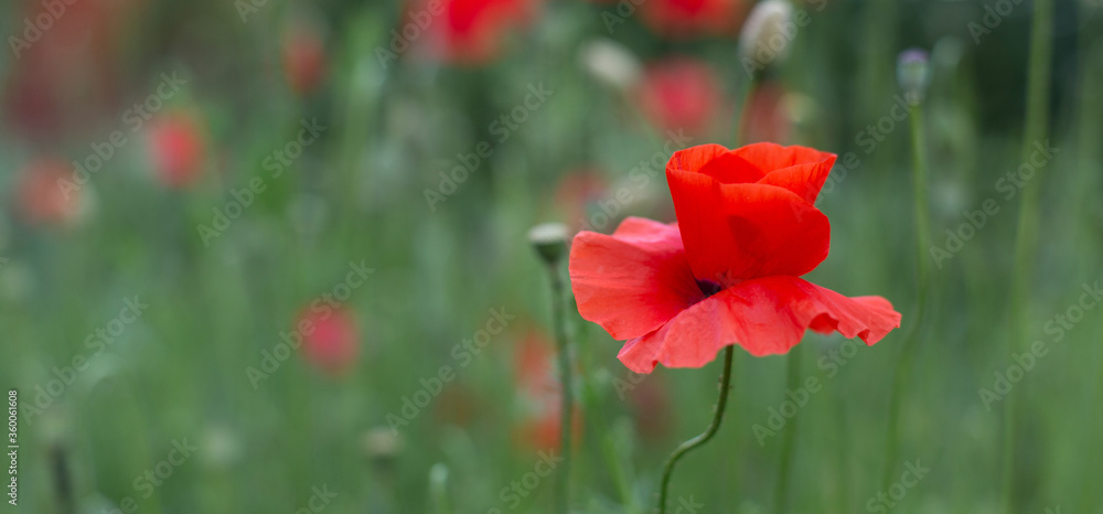 Fototapeta premium red poppy flower