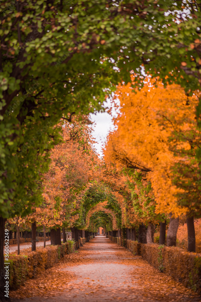 Naklejka premium path in autumn park