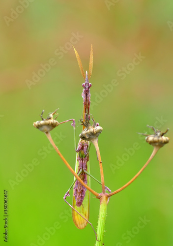 Close up of pair of Beautiful European mantis ( Mantis religiosa )