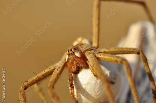 Close up Spider's nest,   Cobweb spider. They started making silk to protect their bodies and their eggs.