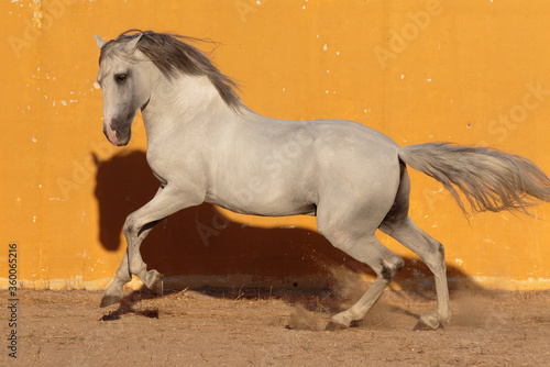 White Lusitano Horse