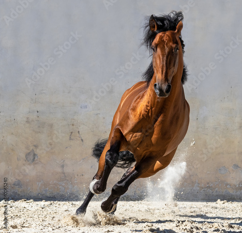 Fotografija Bay Lusitano Horse