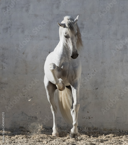Fotografie Expressive and playful Lusitano Horse