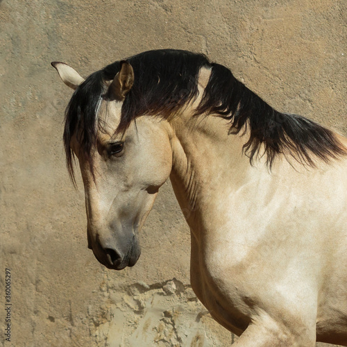 Portrait of a Lusitano Buckskin