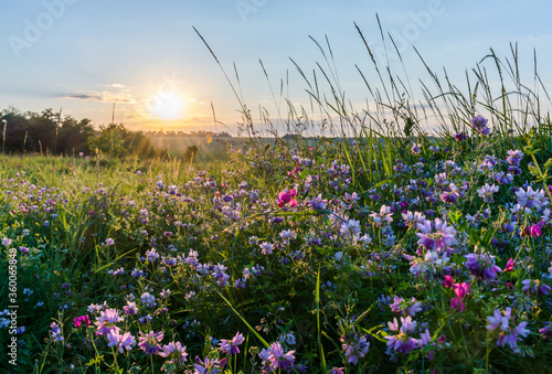 Beautiful wildflowers on a green meadow. Warm summer evening