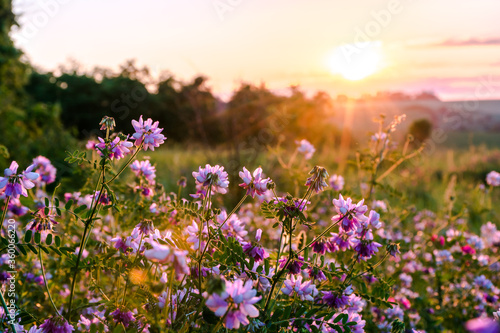 Beautiful wildflowers on a green meadow. Warm summer evening © ArturSniezhyn