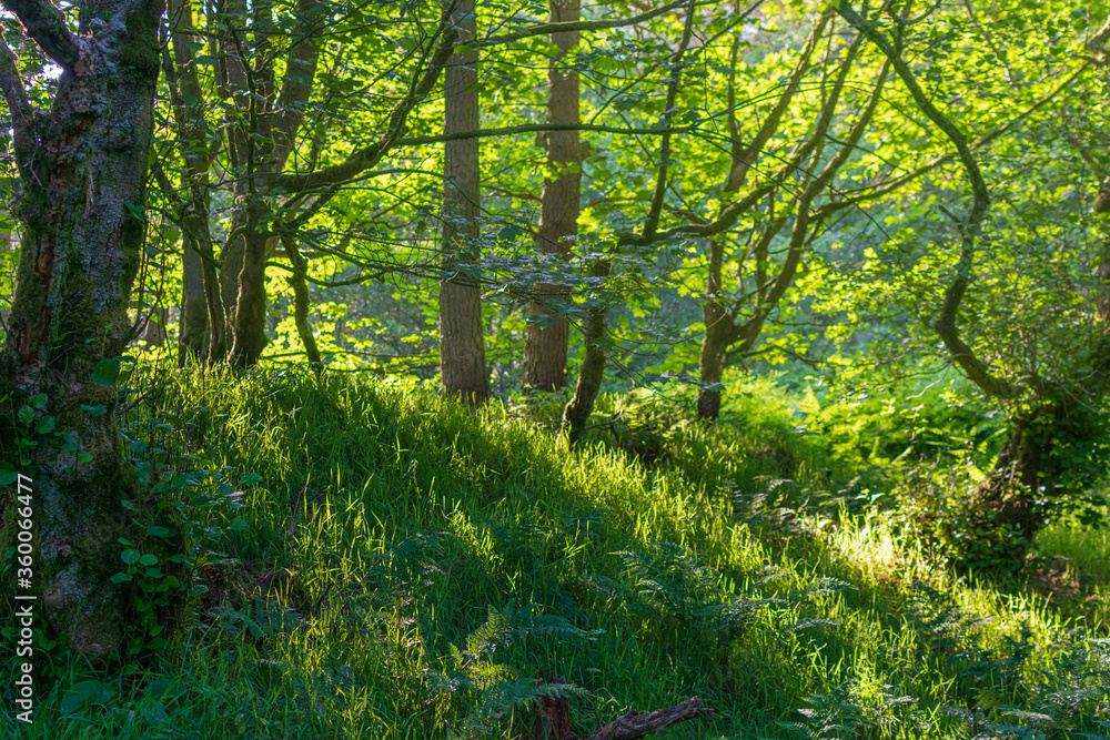 sun rays in the forest