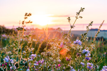 Fototapete Sonnenuntergang Schöne Wildblumen auf einer grünen Wiese. Warmer Sommerabend  © ArturSniezhyn