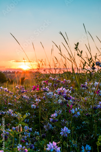 Beautiful wildflowers on a green meadow. Warm summer evening