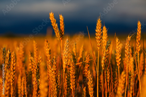 spikes of wheat ripened in the golden hour