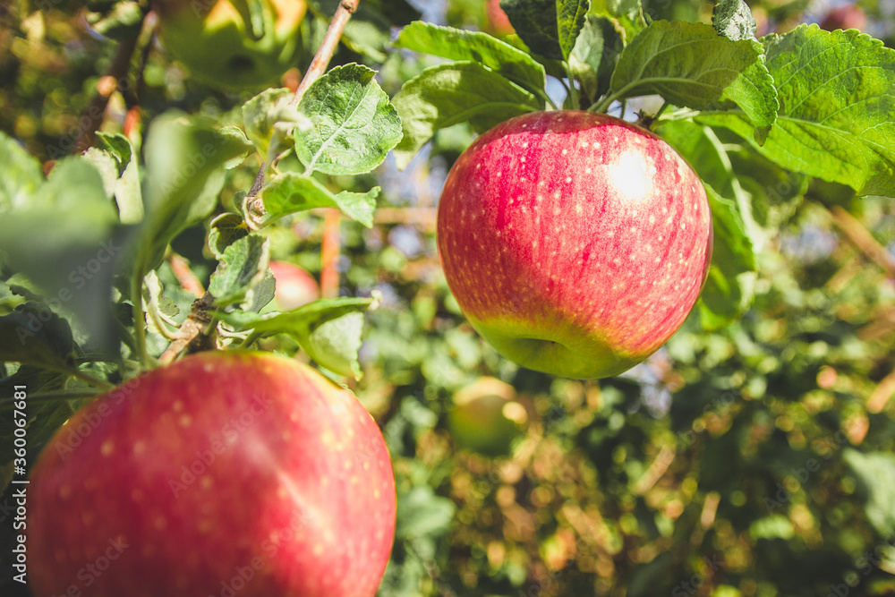 Large red apples close-up on a tree branch. Ripe fruits. Large red apples close-up on a tree branch. Ripe fruits.