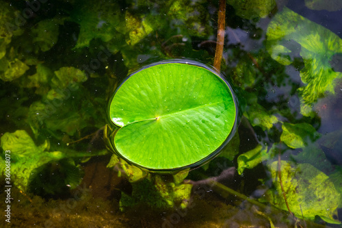 Lotus leaf, water drop or dew on fresh green plant in garden pond. Abstract reflection in lake, macro nature background. Flat lay, copy space.