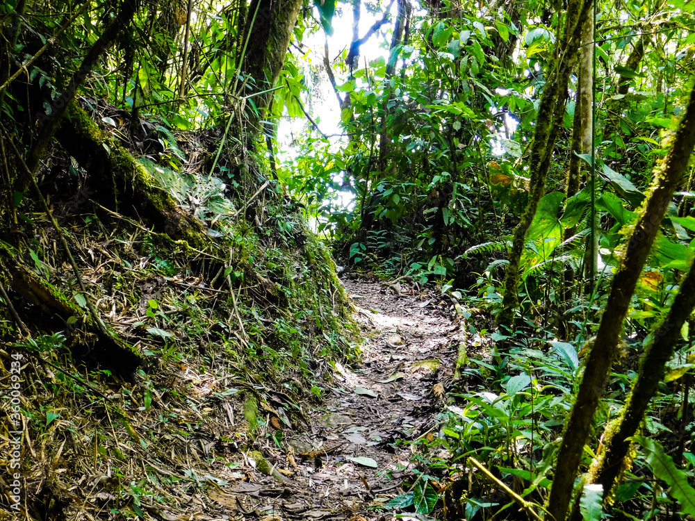 Fototapeta premium bosque