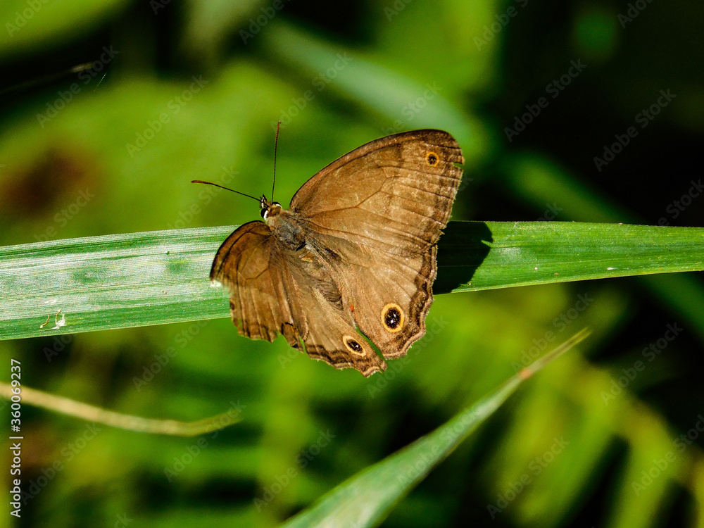 Obraz premium mariposa 