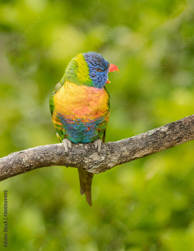 Naklejka premium Rainbow Lorikeet (Trichoglossus Moluccanus) sitting on a brach with a defocused isolated background. 