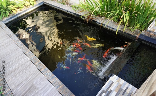 minimalist koi fish pond, rectangular shaped pond with a small waterfall, suitable for the backyard of the house