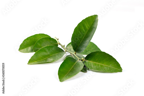 Citrus leaves isolated on white background.
