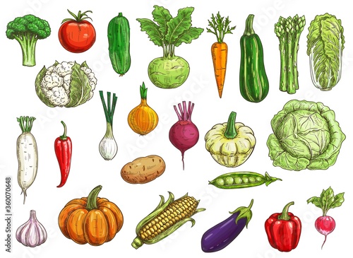 Farm vegetables isolated vector sketch. Cauliflower and radish, onion and garlic, kohlrabi cabbage, pumpkin, pea, chili and bell pepper, corn and carrot, beet and eggplant, tomato and pattypan squash