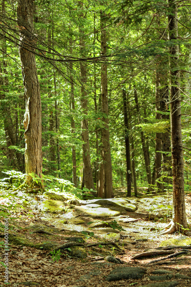 Obraz premium Sunshine in forest