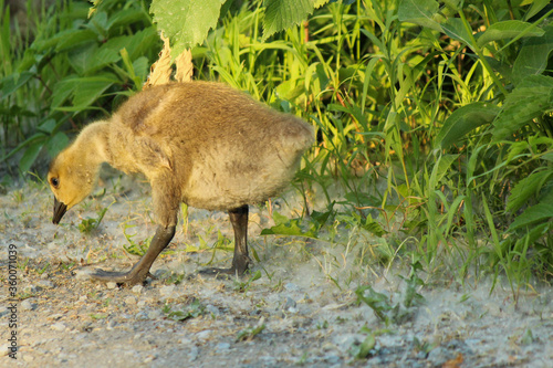 Baby Canadian Goose