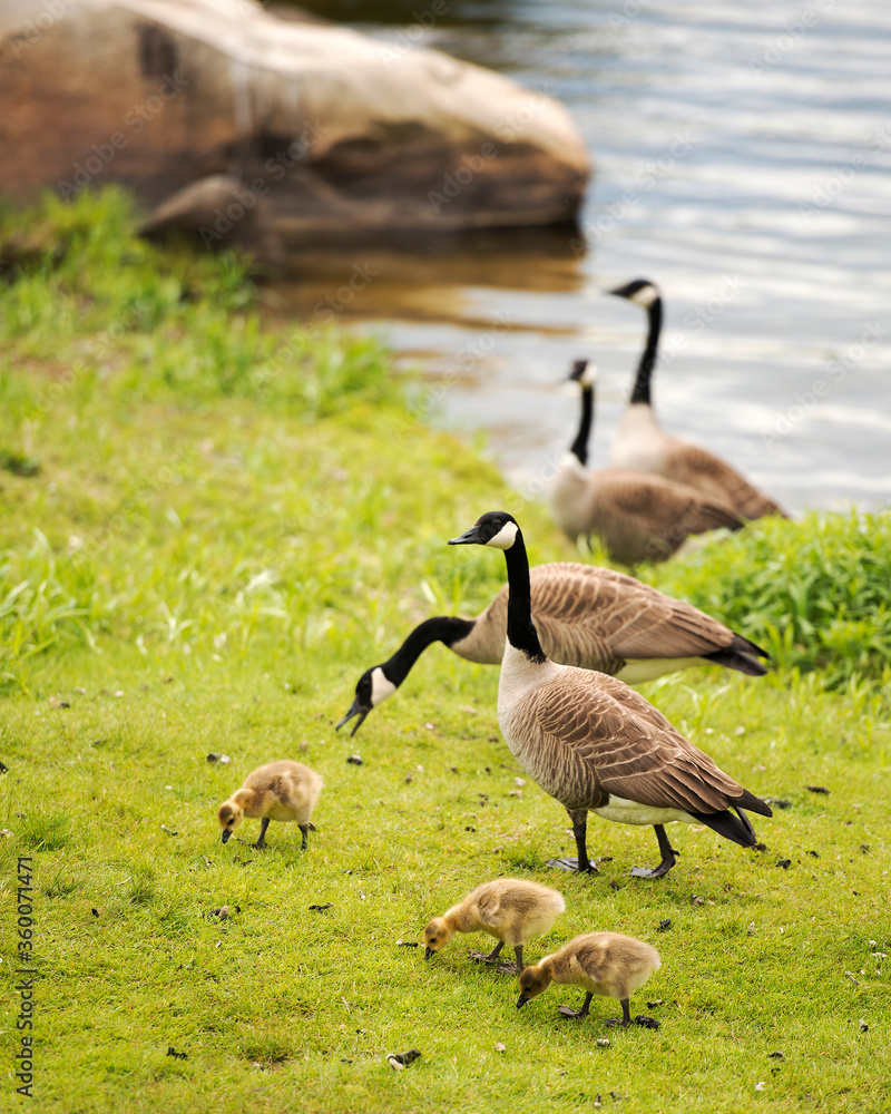 Canadian Geese Stock Photos. Canadian Geese with baby geese gosling. Canadian Goose. Baby birds. Migratory bird. Bird migration. Canadian Geese Stock Photos. Canadian Geese with baby geese gosling. Canadian Goose. Baby birds. Migratory bird. Bird migration.