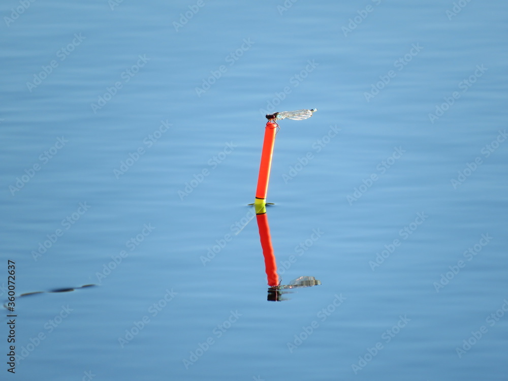 blue dragonfly on a wooden rod on a green background blue dragonfly on a wooden rod on a green background