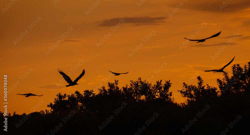 Turkey vultures soaring over treetops against evening sky Turkey vultures soaring over treetops against evening sky