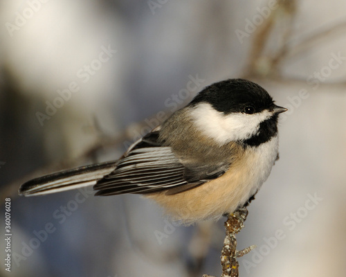 Chickadee Bird Stock Photos. Chickadee bird close-up profile view perched on a branch enjoying its surrounding and environment displaying fluffy feathers with a blur background.