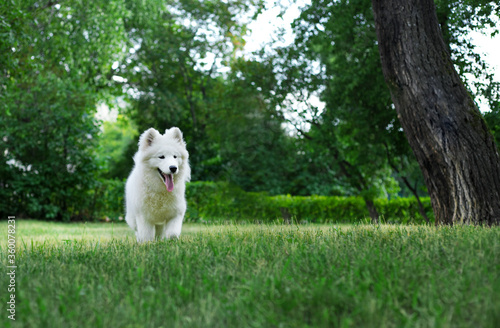 A white Samoyed puppy runs through the green grass. located in the frame to the left. Green Park in the background