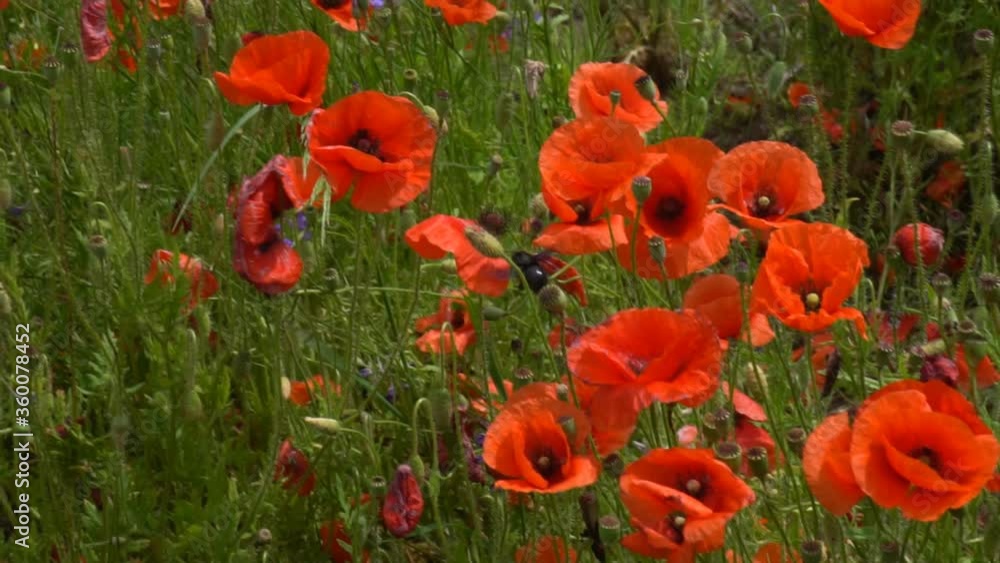 A large number of wild red poppies in the summer season under the yarim sun and blue sky bloomed in the field A large number of wild red poppies in the summer season under the yarim sun and blue sky bloomed in the field