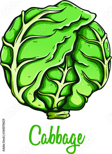 fresh cabbage organic vegetable food using colored hand drawn style with text or name on white background
