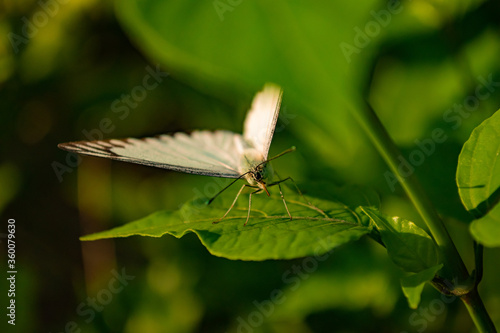 butterfly, insect, flower, background blur