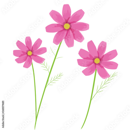Illustration of pink cosmos flower