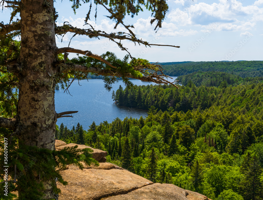 View of ta Canadian wilderness forest in summer View of ta Canadian wilderness forest in summer