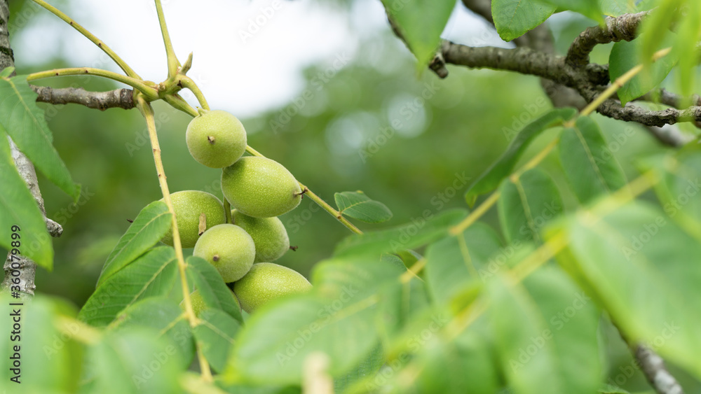 Green walnuts on a tree Green walnuts on a tree