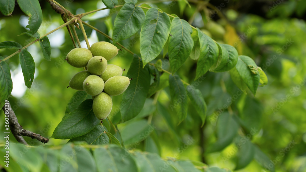 Green walnuts on a tree