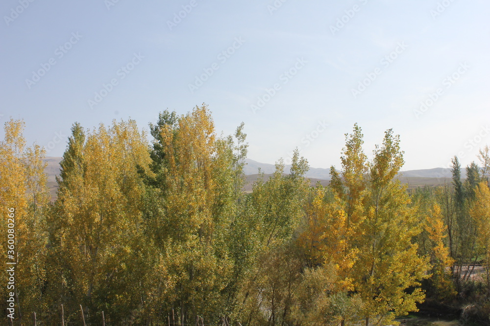 Obraz premium autumn in the forest