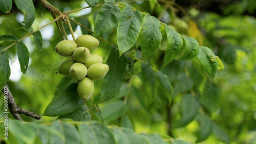 Green walnuts on a tree