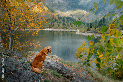 dog on a stone on a mountain lake. autumn mood. Nova Scotia Duck Tolling Retriever on nature background