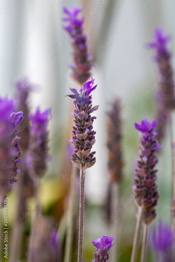 Obraz premium Purple blue lavandula with bracts (common named lavender), of the mint family, in natural light