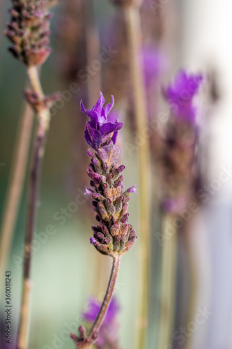 Purple blue lavandula with bracts  common named lavender   of the mint family  in natural light