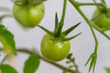 Close-up of tomato plants in the garden