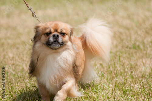 Canvastavla Tibetan Spaniel
