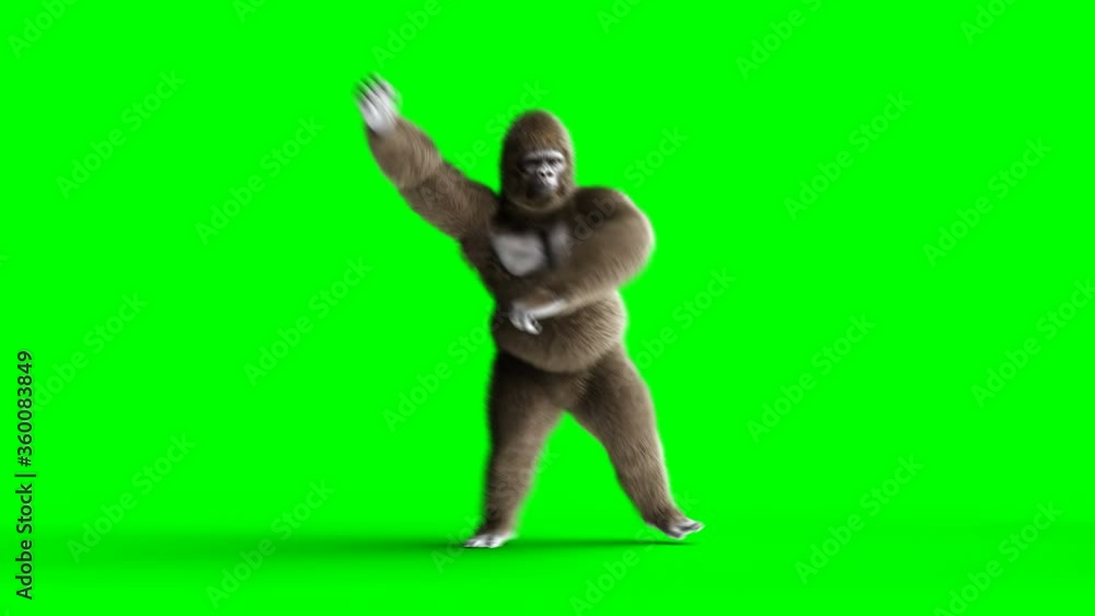 Funny brown gorilla dancing. Super realistic fur and hair. Green screen 4K  animation. Stock Video | Adobe Stock